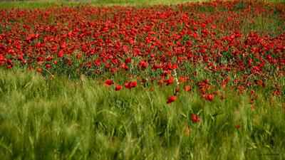Papaver rhoeas